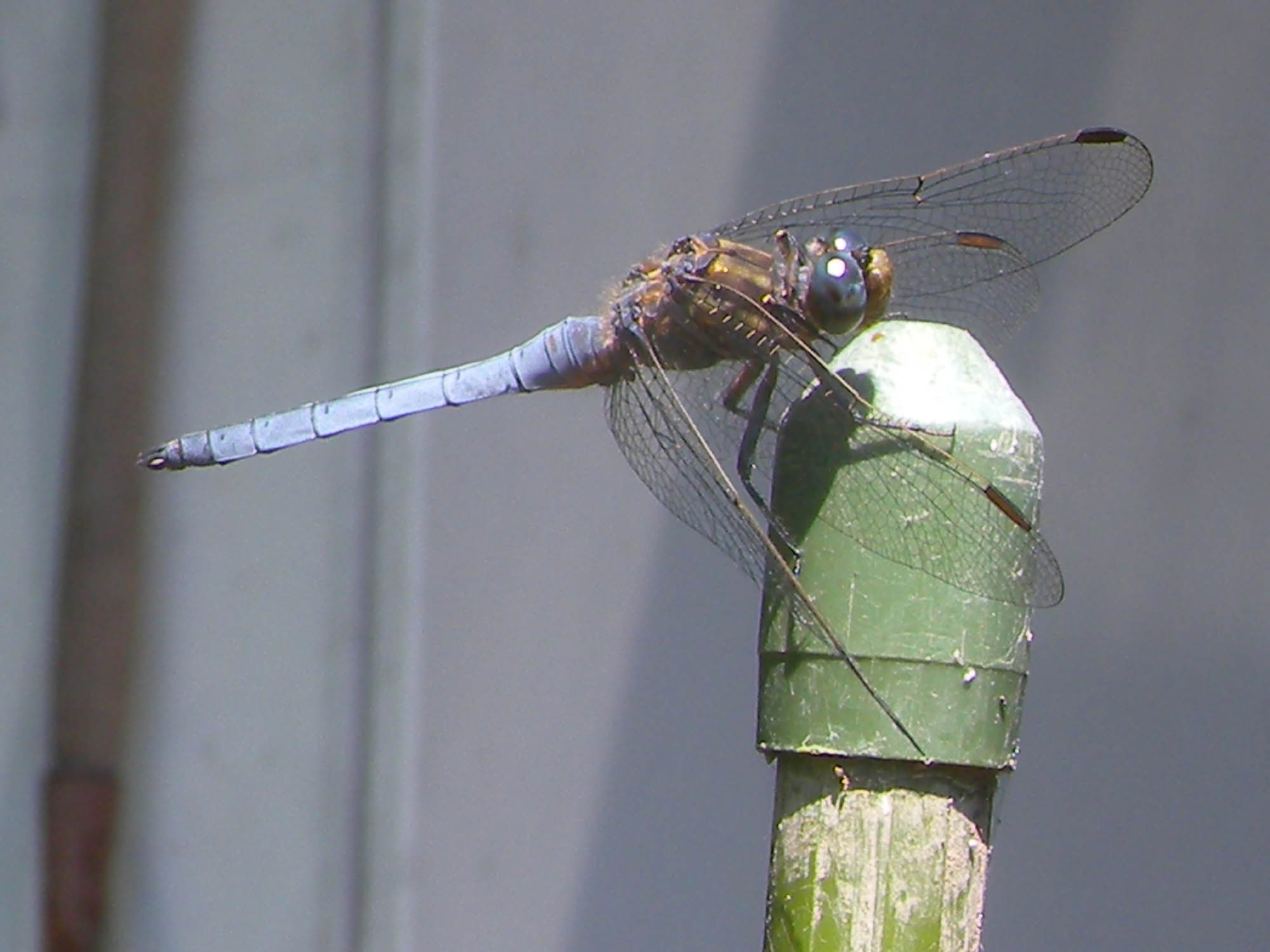 carrellata di Orthetrum coerulescens